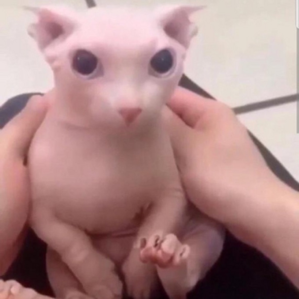 Meet your Posher, Jewel